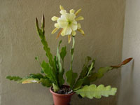 Эпифиллум (Epiphyllum)